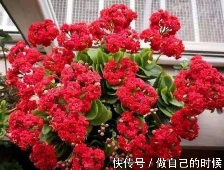 聪明人都养4种花，简单好养、开花多，不费事就能养好！