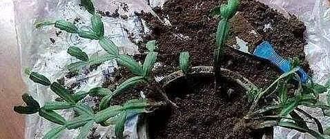 光照|养蟹爪兰做好三点,叶肥根壮,开花爆盆,养不好已成过去