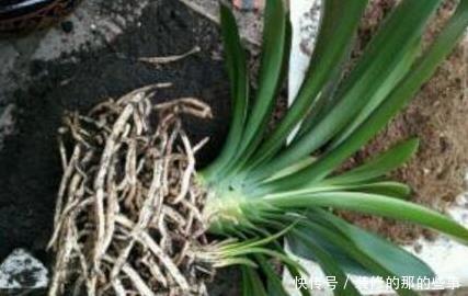 天凉后|天凉后,君子兰浇上养根水,长出格格叶,一窜3箭花,超好用