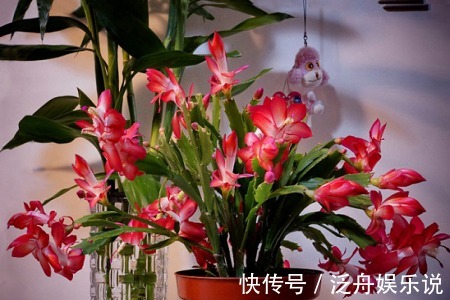 观赏价值|家里养了5种花,4月开败后及时修剪,不然明年没花赏