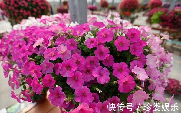 生活中五颜六色的花卉,花期还很长,不仅好养活看着还很开心