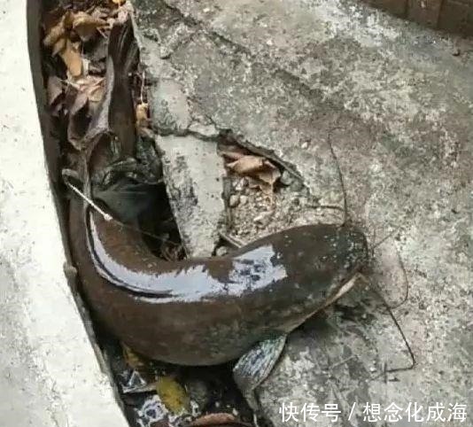 泥塘|水塘填埋做地基,水底藏了多年的大鱼,被捕获,1.2米