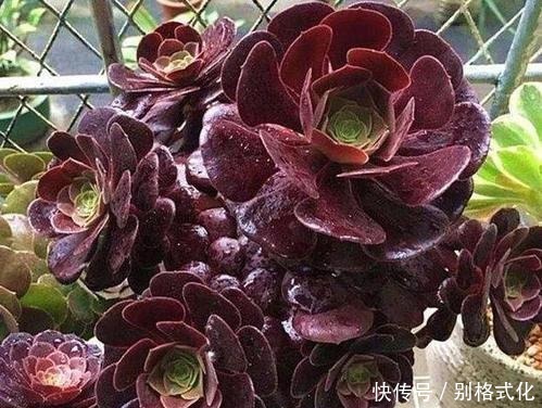 羊绒|黑法师和紫羊绒都是法师类多肉,为什么老花农更喜欢紫羊绒