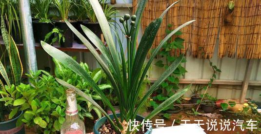 养君子兰，只需一个小方法，叶片肥厚，花苞开完一茬又一茬