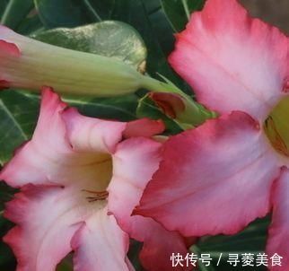 绿植|这三种绿植最适合忙人养，不用照顾的太好，自己就能蹭蹭长不停