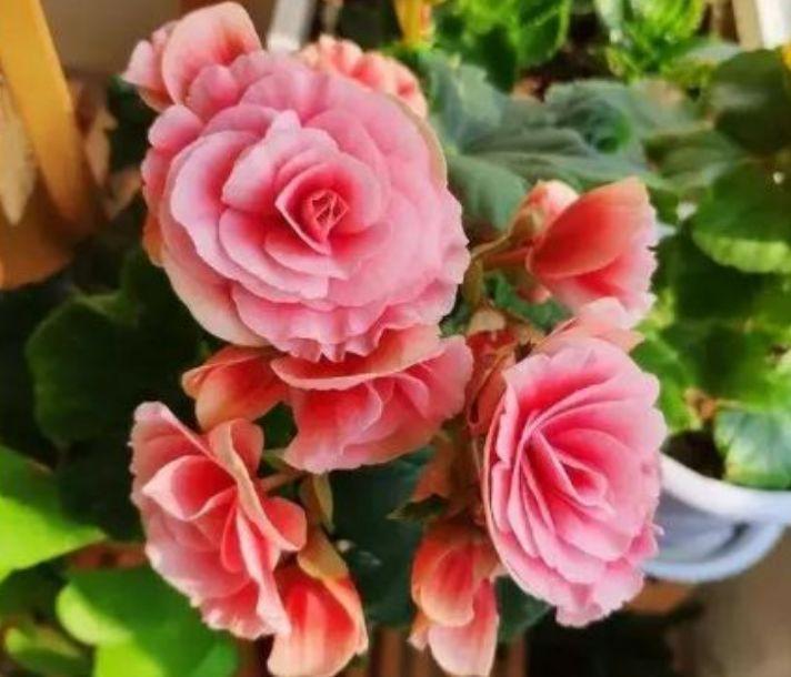 养花|养花就养个花期长的,花大色艳,层层交叠,烂漫迷人眼