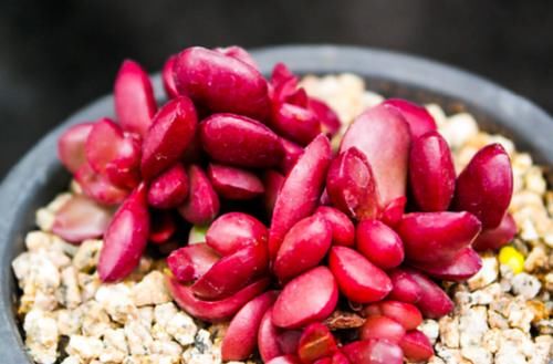 多肉克拉夫其实有两种，你是两种都养过，还是只养过其中一种呢？