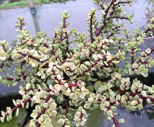 5种漂亮多肉,好看又好养,上色美长满盆,值得拥有!