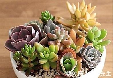 冬日养多肉难出状态?做好5件事,茎叶长得又肥又艳