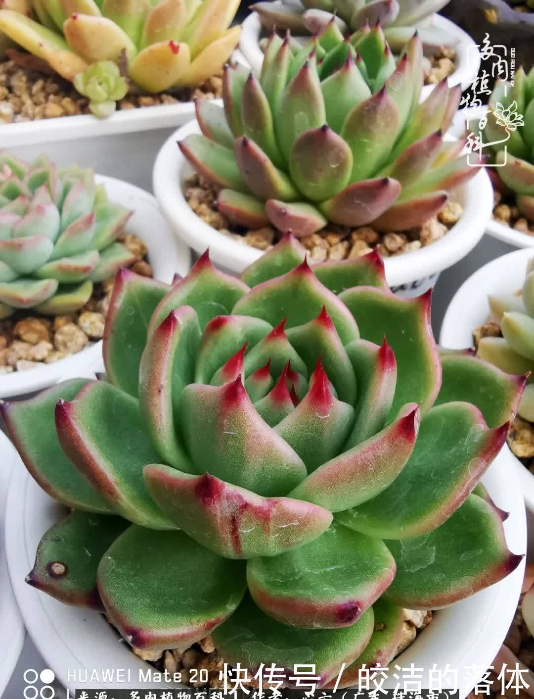 肉肉|与多肉的相遇,就是一场治愈之旅