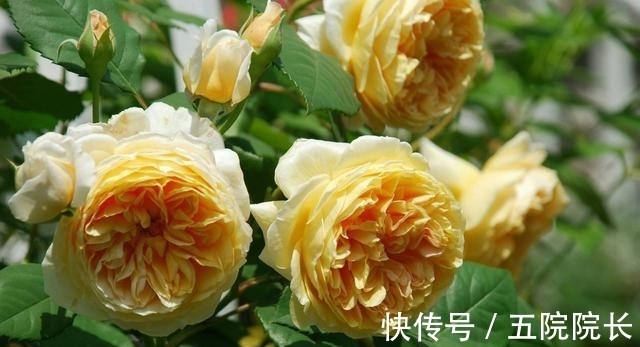 好养易活颜值高的花卉，漂亮又好闻，四季有花开，花香四溢飘满屋