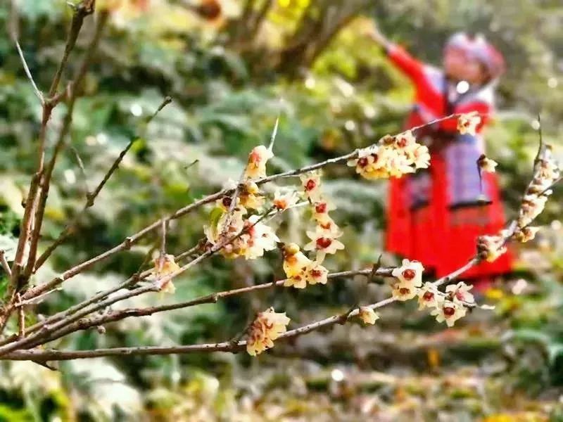 花事|2022年湖北第一场花事来了！快收好这份赏蜡梅地图