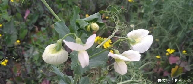 清妍豌豆开白花,用心赏悦美如画