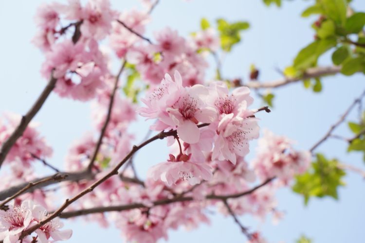 榆山街道：黄河岸边的“花世界”