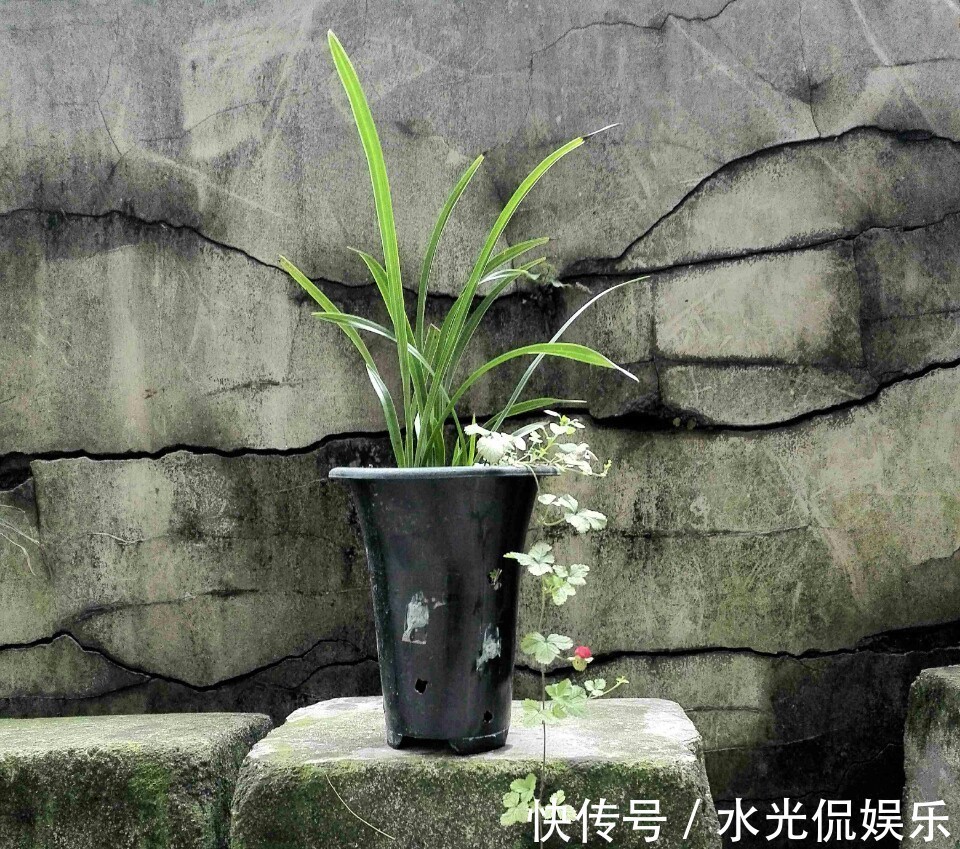 植料|新手养兰花，把握几个关键点，兰花不黄叶烂根易出水晶头