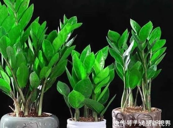 植株|自带“财气”的三种花,在家里养上几盆,一年四季财源不断