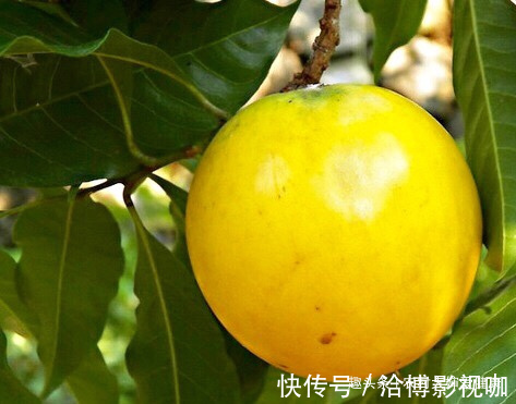 克星|子宫肌瘤“克星”此野果，女性不想患上子宫疾病，多食，还美容