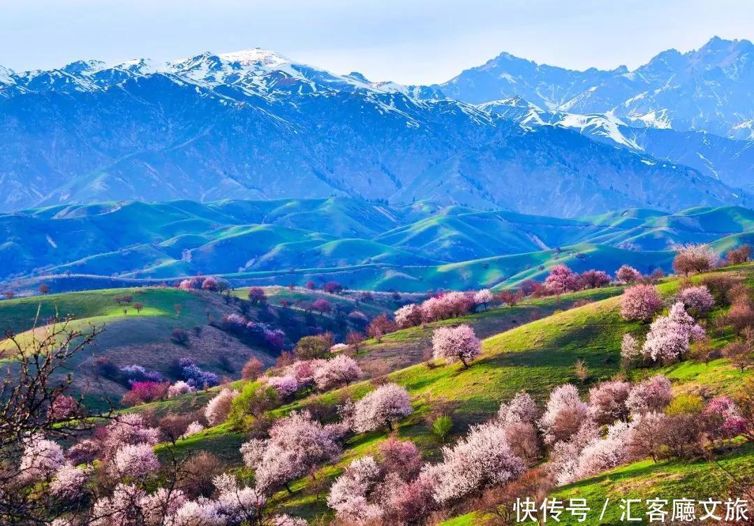 老年|趁春光，打卡新疆最美花海、草原、湖泊、古城、村落……