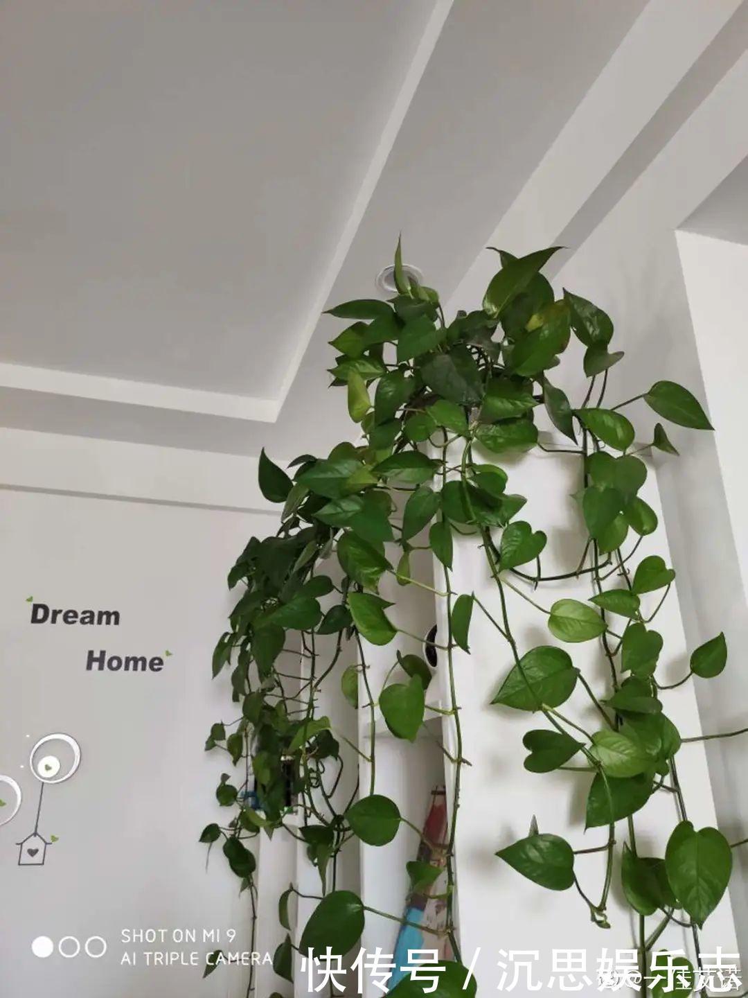 花友种在家门口多年的花，全被人折了，因为不吉利