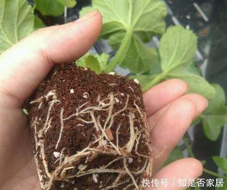 天竺葵|这花花期长又漂亮,一个扦插小窍门,十天生根,轻松爆盆开成花球