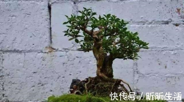 盆景|都是大爷差别真大,印象中的大爷只会挤公交,而他用破缸做盆景