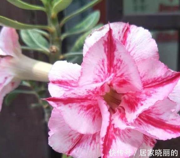 现在养沙漠玫瑰,耍点小手段,开花一波接一波,轻松开爆盆