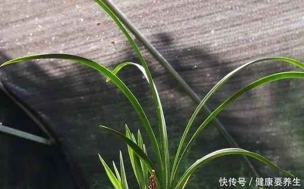 兰花新芽最怕什么兰友就是这四害!