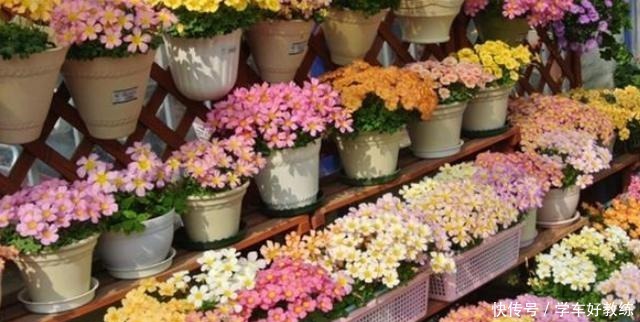 见到3种野草要挖回家，栽种在花盆里，堪称“活着的艺术品”！