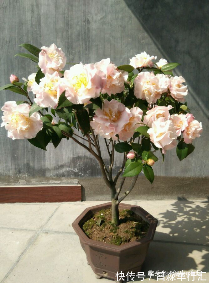 喜欢玫瑰,不如养“珍稀品种”安妮公主,花团锦簇,芳姿耀眼