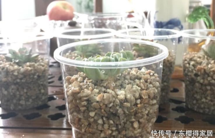 美杜莎|多肉长根就等于成活,但最难的就是发根,有啥办法能加速发根呢?