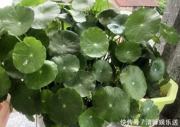 观赏价值|“嗜水如命”的5种花，全靠水续命，停水就枯萎！新手尤其要注意