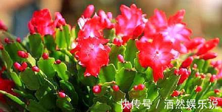 用这种“土”养蟹爪兰，不花钱，养分足，叶片肥厚，开花棒！