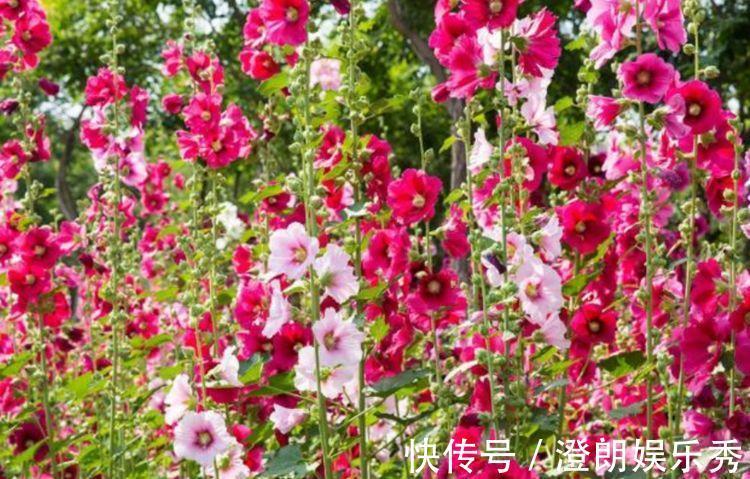 耧斗菜|4种花养家里，人养花，花也养人，花香四溢飘满屋，美
