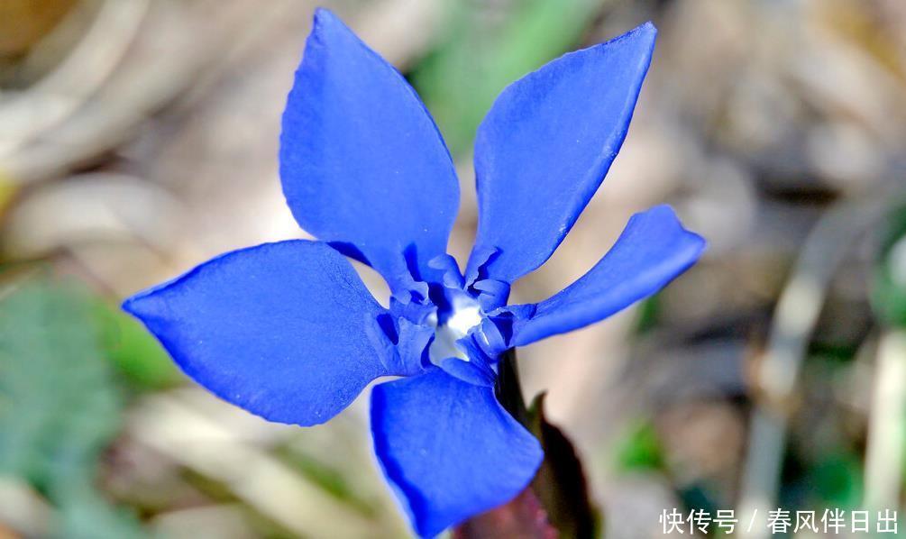 买年宵花时，遇到这5种，再便宜也不买，别不听劝