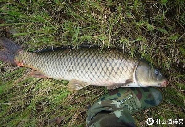 鱼不开口的3大原因，钓鱼时最好能避开，助你有个好渔获