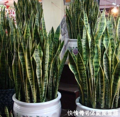 养护|春养虎皮兰,4点“伺候好”,才能长高高,开花特仙气,好运临门!