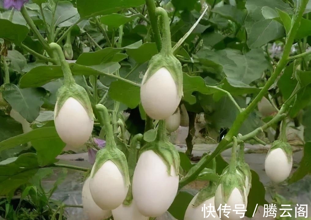 世界上一种“神奇”的树,能够结出“鸡蛋”,起源于中国!