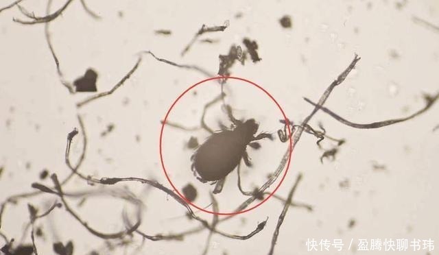 刷子 明星们丢弃“美妆蛋”改用“粉底刷”,化妆师透漏原因:太吃粉!