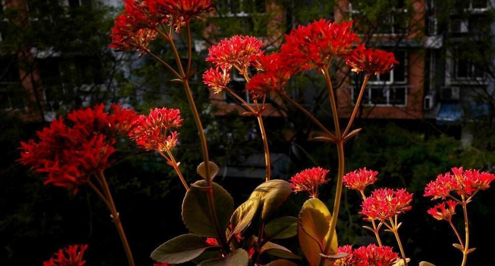 盐碱|长寿花好看却养不好,对照这“7点”,来看看问题出在哪