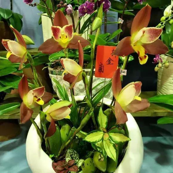 4种花再好看也别买,养不活不值钱,还惹一肚子气!