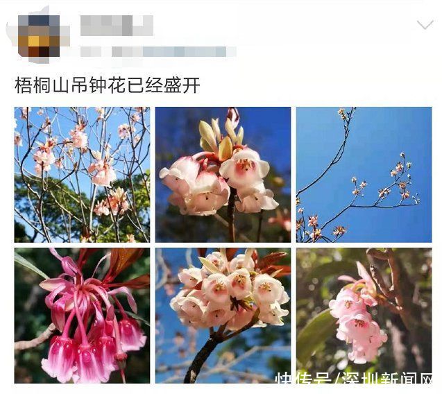 教堂|错过等一年！梧桐山最美花海盛开，漫山遍野一片粉