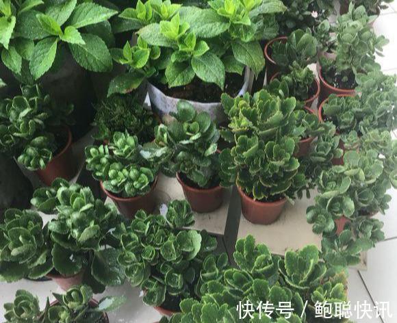 长寿花“半死不活”僵一年3点大营救，浇点促花肥，花苞挤满盆