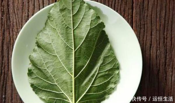 桑叶全身是宝，只有从农村出来的才知道，原来它还有这么多功效