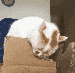 |搞笑GIF:主人,你的自动跑步机有点慢,能不能快点