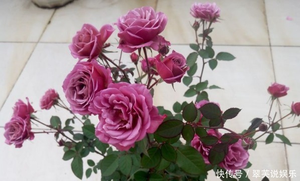 艳丽|喜欢养花,不妨养盆精品玫瑰金香玉,花开如桃,艳丽妖娆