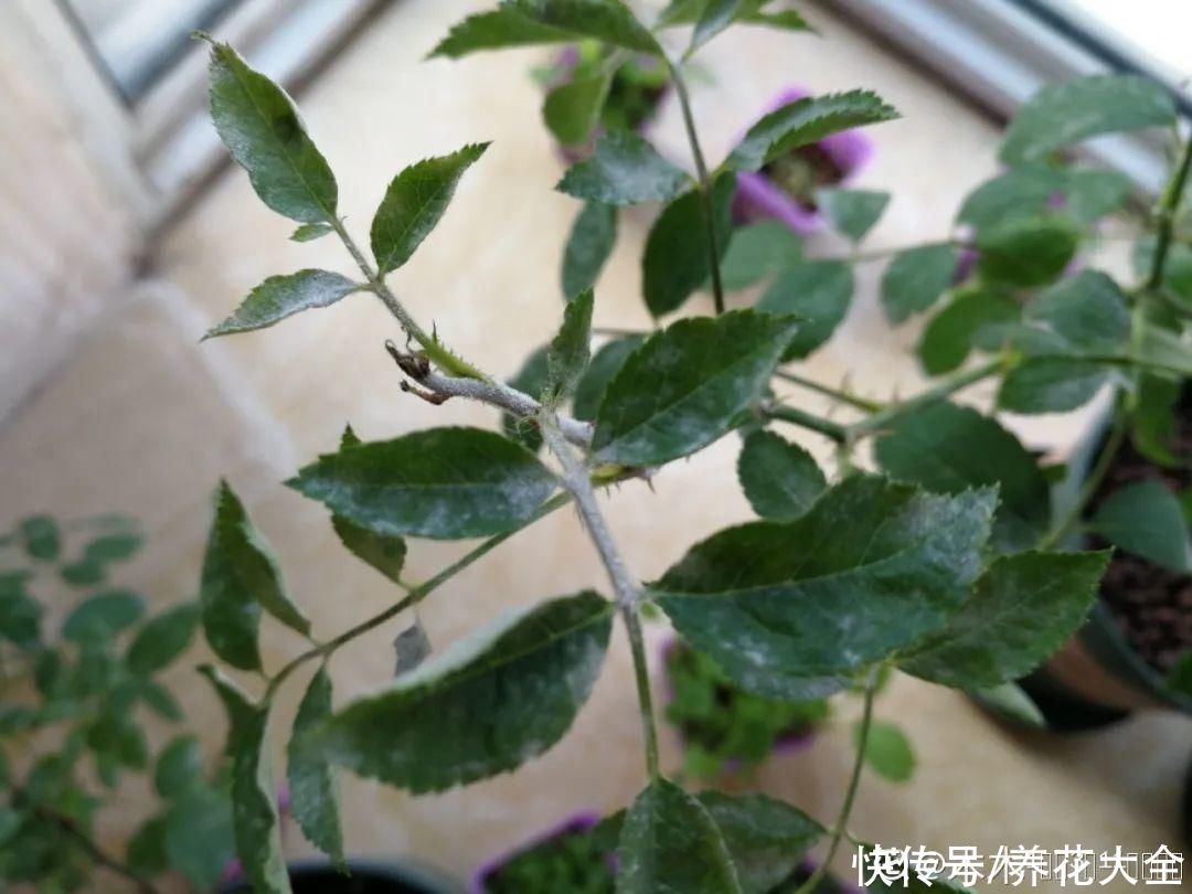 月季现在赶紧施肥，不然越长越差，上肥后月月开花