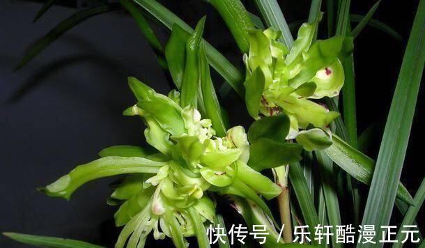 花瓣|春兰香花之王——余蝴蝶,兰香清新淡雅,花色翠绿独特,好养易活