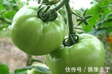 成熟|揭秘我们不知的: 吃没成熟的青番茄真会中毒吗?