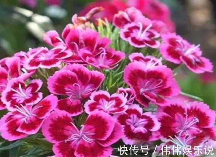 3种花是花中“大美女”，不用管就得长得旺，花开满盆！