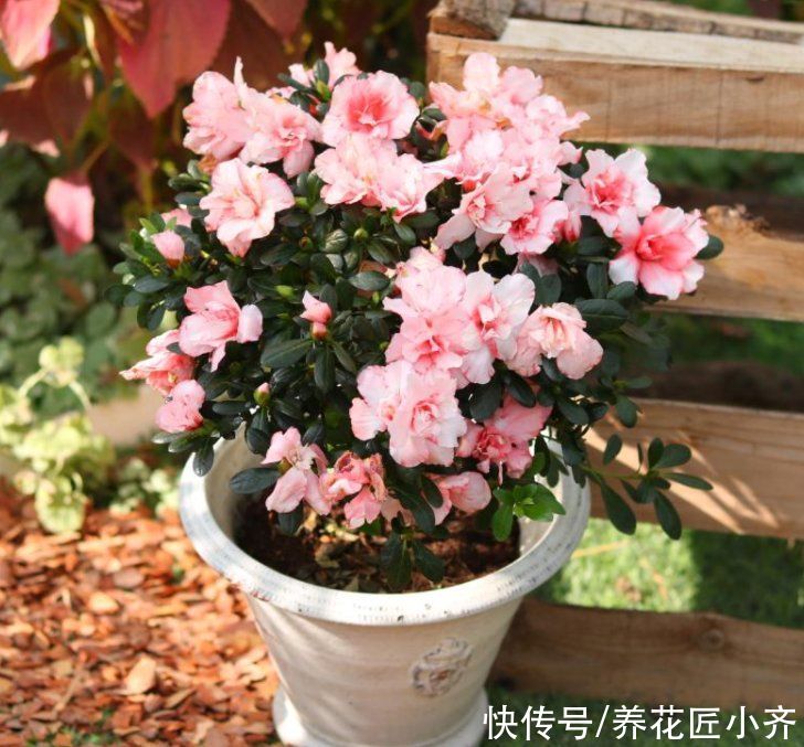 杜鹃花过年都抢着买，但90%的花友都养不好它，因为养它有技巧